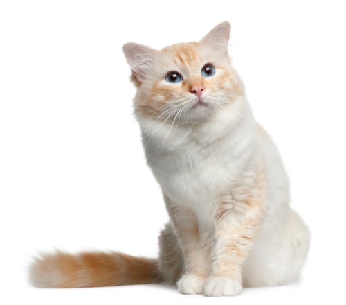 Preview: Birman cat, 3 years old, sitting in front of white background