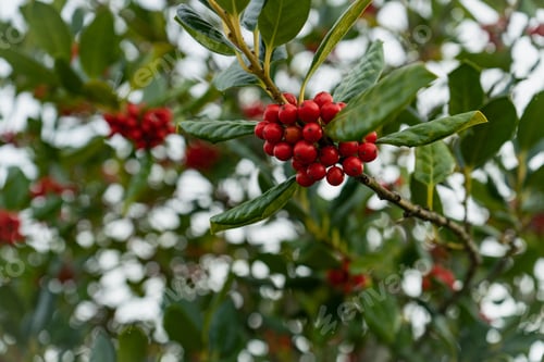 Preview: Close-up image of a single tree branch adorned with bright red holly berries