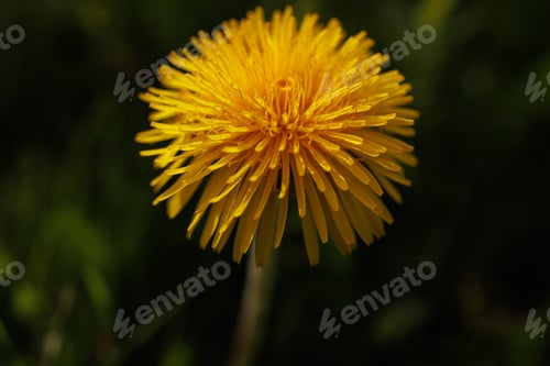 Preview: Dandelion yellow spring flower close-up macro