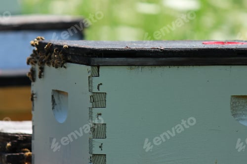 Preview: Beehives