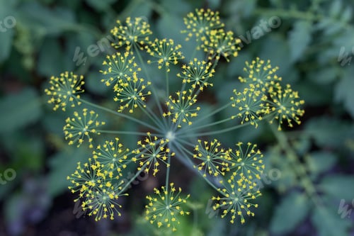 Preview: Dill inflorescence