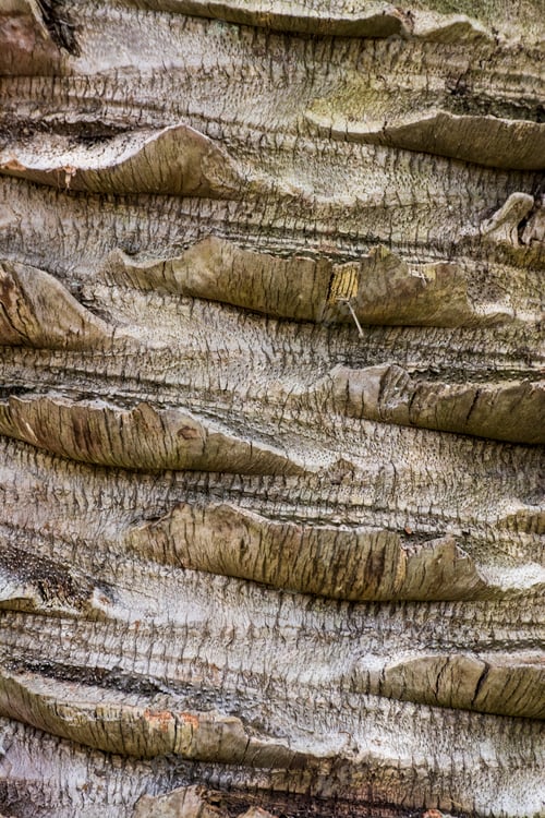 Braune Baumrinde