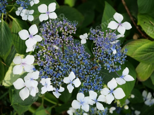 Preview: Closeup shot of beautiful hydrangea serrata