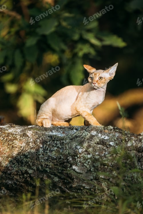 Preview: Cute Funny Curious Playful Beautiful Devon Rex Cat sitting on tree trunk in forest, garden. Obedient
