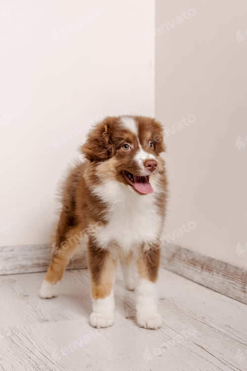 Preview: Adorable Australian Shepherd puppy relaxing at home. Sweet and playful companion with beautiful fur