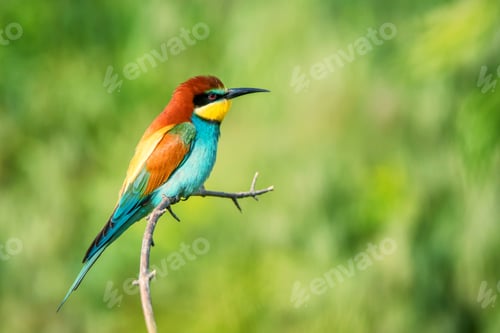 Preview: Exotic colorful tropical bird