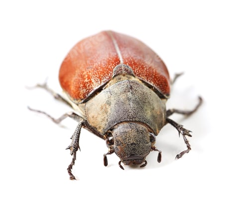 Preview: The beauty of beetles