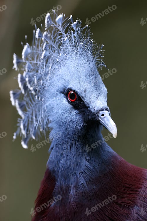 Preview: Victoria crowned pigeon (Goura victoria) on green natural background