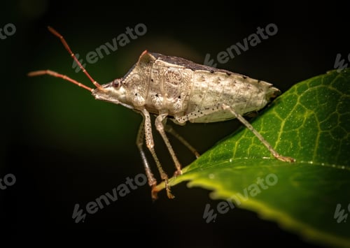 Preview: Closeup shot of a Halyomorpha Halys bug on the green leaf against a dark background