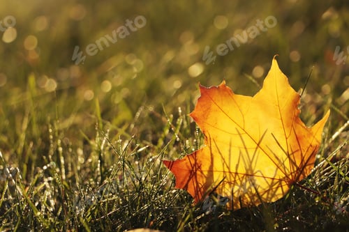 Preview: Beautiful fallen leaf among green grass outdoors on sunny autumn day, closeup. Space for text