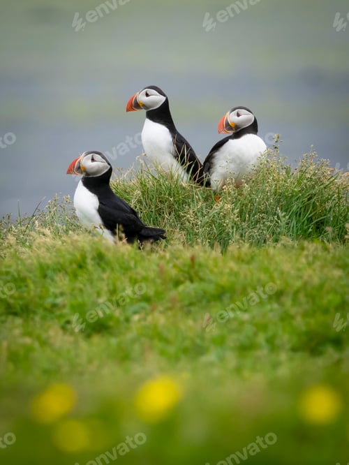 Preview: Three puffin birds in the grass on the cliffs of Dyrholaey.