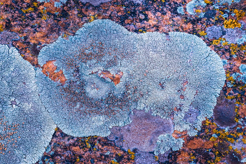 Preview: Multi-colored fungus texture on the stones