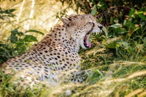 Preview: Tired African Cheetah Yawning