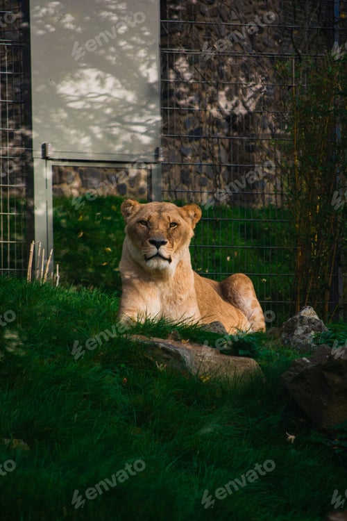 Preview: Majestic lioness perched atop a rocky outcropping in lush grassland habitat