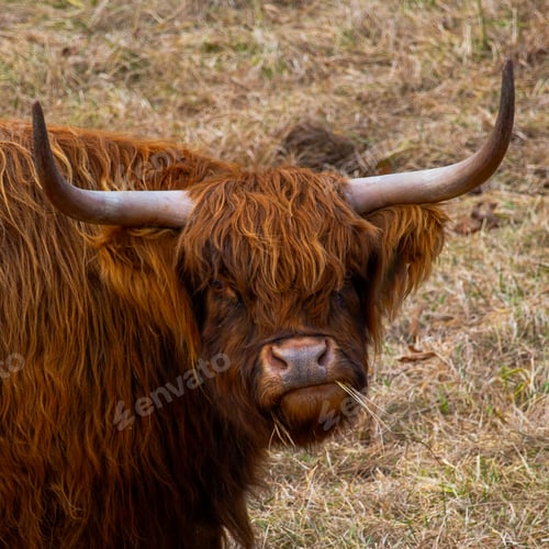 Preview: Scottish Highlands cow in the field