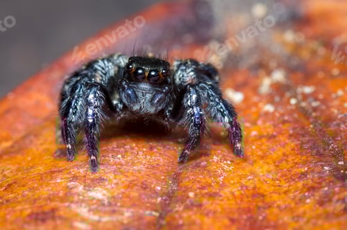 Preview: Jumping Spider on Orange Leaf in Macro Shot