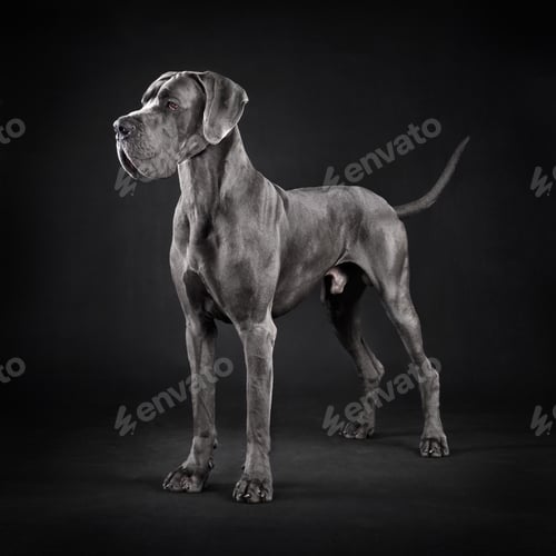 Preview: Standing Great Dane dog