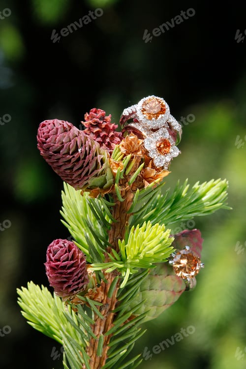 Preview: Two Morganite Engagement Diamond rings on budding spruce tree branch