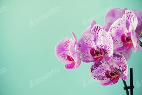 Preview: Branch of violet orchid on pastel blue background. Banner with copy space. Spring, woman day concept