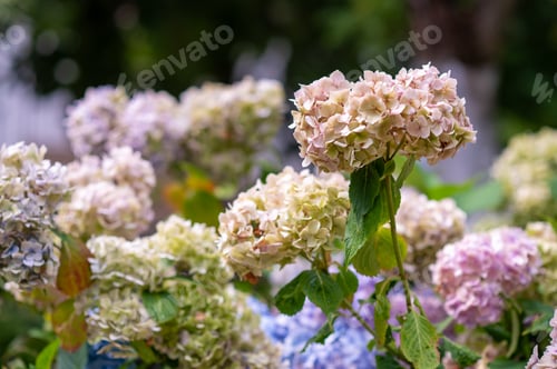 Preview: Branches of multicolored blooming Hydrangea macrophylla