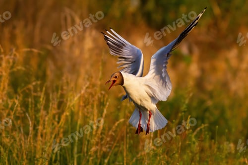 Preview: Stunning black-headed gull with open beak landing above wetland colony in summer
