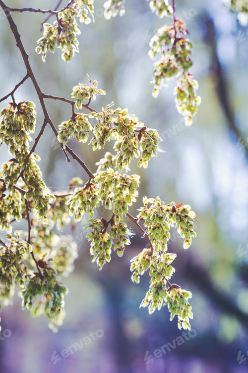Preview: tree branch with buds
