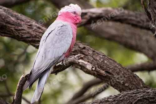 Preview: bird, cockatoo galah, parrot, pet