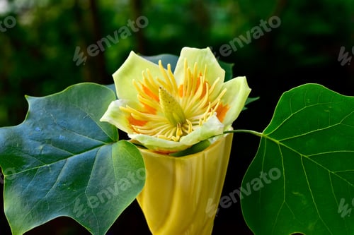 Preview: Yellow American Tulip Tree blossom, Liriodendron tulipifera, with green foliage in the garden