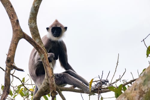 Preview: Gray langur or Semnopithecus priam thersites sits on tree