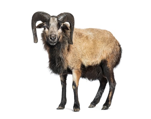 Preview: Cameroon sheep standing on white background, full length view