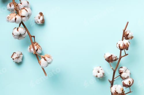 Preview: Cotton flower branch on blue background with copy space. Top view. Flat lay. Flowers composition