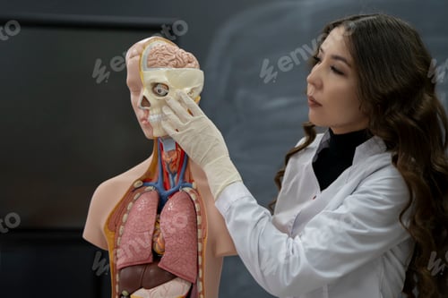 Preview: a biology teacher explains to students anatomy and organs theme in microbiology