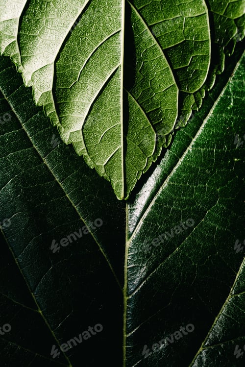 Preview: Green background of nature leaves with texture.