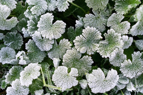Green leaves covered with white hoar frost