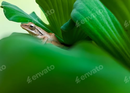 Preview: Little frog among the green leaves