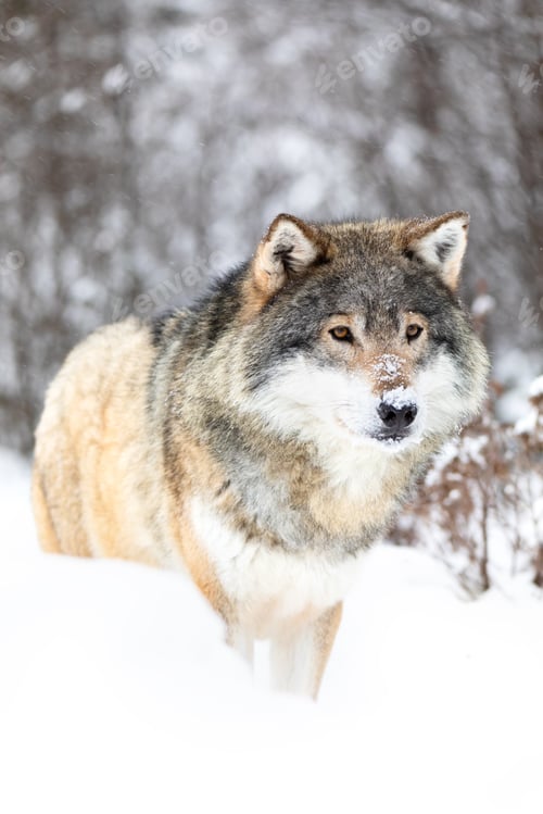 Preview: Male wolf stands in the snow in beautiful winter forest