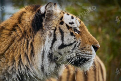 Preview: Tigers, Panthera tigris, residents of the Big Cat Sanctuary, Smarden Kent
