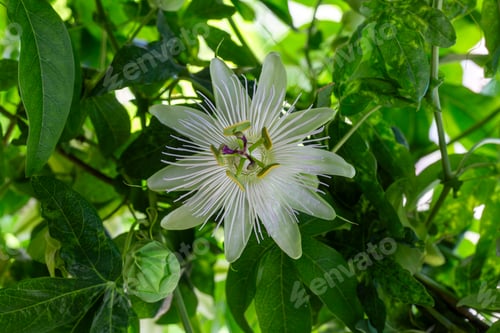 Preview: Ivy plant genus. Scientific name; Passiflora caerulea Constance Elliot