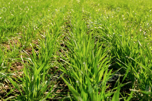 Preview: spring green field
