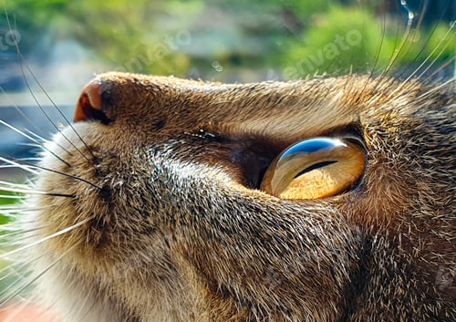 Preview: close up portrait of a cat