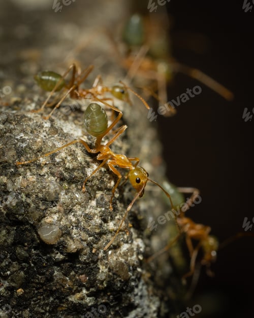 Preview: Anoplolepis gracilipes macro shot