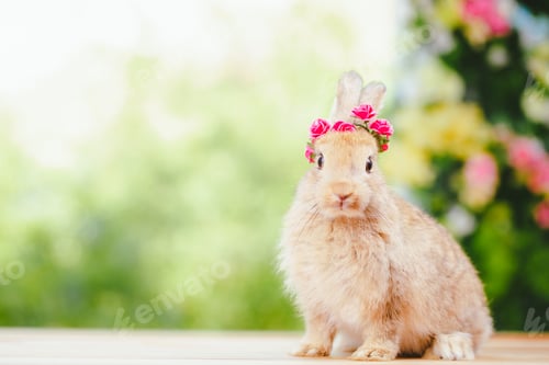 Preview: Pet portrait of brown cute rabbit sitting on green grass with blurry nature background