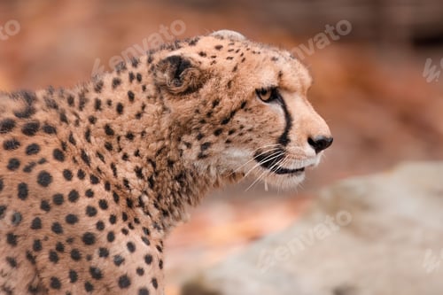 Preview: Cheetah looking towards against blurred background