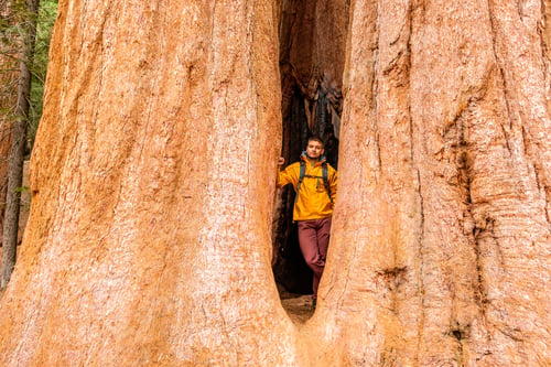 Preview: Tourist With Backpack Hiking In Sequoia National Park. California, United States.