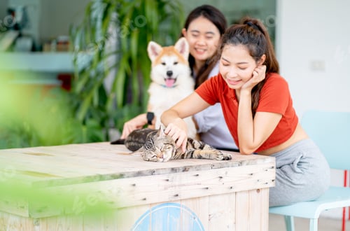 Preview: Cat is relax and feel calm during paw abdomain or shin by pretty woman while other friend