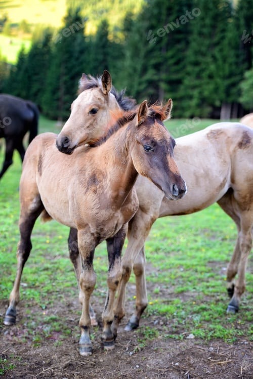 Preview: Two young horses together on pasturage in summer