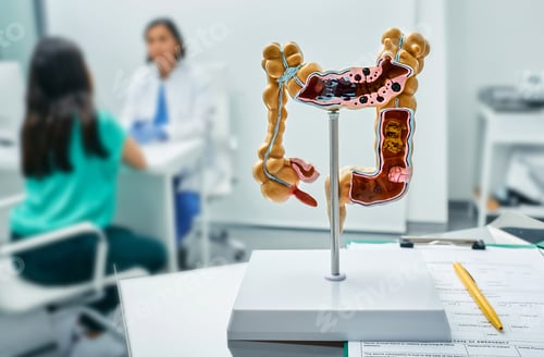 Preview: Gastroenterology consultation. Anatomical intestines model on doctor table over background