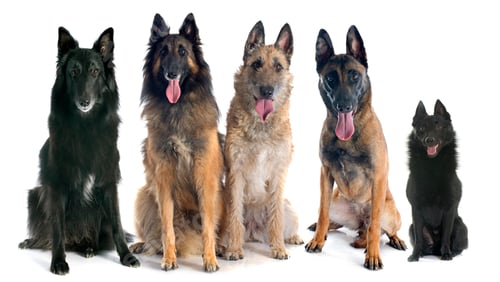 Preview: five belgian shepherds