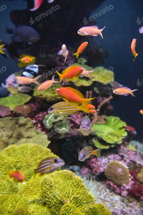 Preview: Shoal of exotic fish swimming in pure water
