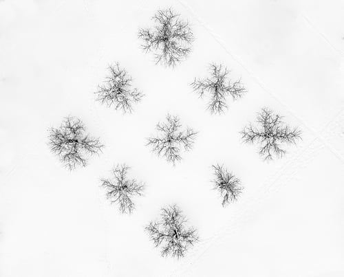 Preview: Top view of trees in snow